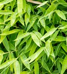 Gartenbambus 'Moontears'® - Fargesia 'Moontears'