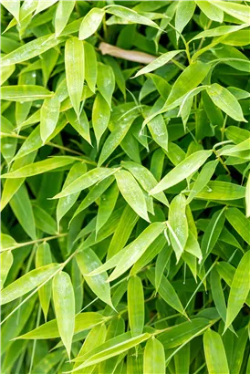 Gartenbambus 'Moontears'® - Fargesia 'Moontears'