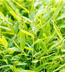 Gartenbambus 'Moontears'® - Fargesia 'Moontears'