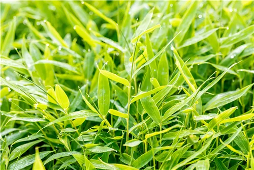 Gartenbambus 'Moontears'® - Fargesia 'Moontears'