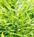 Gartenbambus 'Moontears'® - Fargesia 'Moontears'