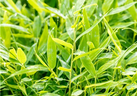 Fargesia 'Moontears' - Gartenbambus 'Moontears'®