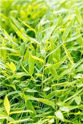 Gartenbambus 'Moontears'® - Fargesia 'Moontears'