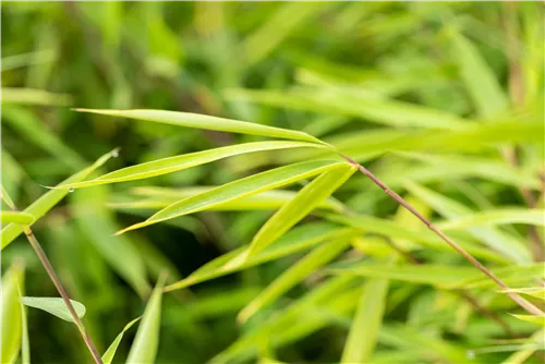 Gartenbambus 'Pink Okapi'® - Fargesia 'Pink Okapi'