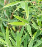 Gartenbambus 'Red Rhino'® - Fargesia 'Red Rhino'