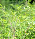 Gartenbambus 'Red Rhino'® - Fargesia 'Red Rhino'