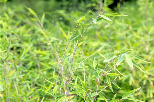 Gartenbambus 'Red Rhino'® - Fargesia 'Red Rhino'