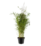 Gartenbambus 'Violet Woods'® - Fargesia 'Violet Woods'