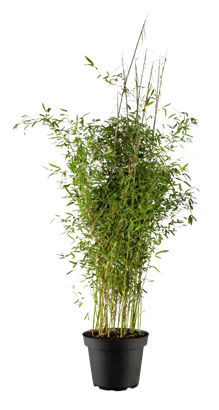 Gartenbambus 'Violet Woods'® - Fargesia 'Violet Woods'
