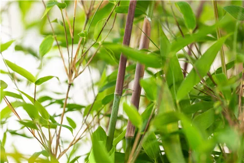Gartenbambus 'Violet Woods'® - Fargesia 'Violet Woods'