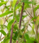 Gartenbambus 'Violet Woods'® - Fargesia 'Violet Woods'