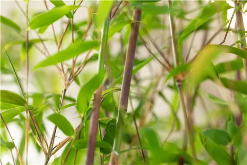Gartenbambus 'Violet Woods'® - Fargesia 'Violet Woods'