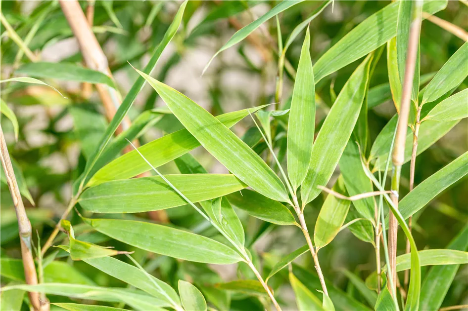 Fargesia 'Windweaver' - Semper Verde Pflanzenzentrum Ullmer GbR