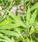 Gartenbambus 'Windweaver'® - Fargesia 'Windweaver'