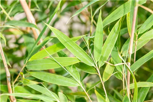 Gartenbambus 'Windweaver'® - Fargesia 'Windweaver'