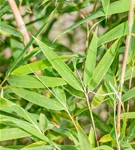 Gartenbambus 'Windweaver'® - Fargesia 'Windweaver'