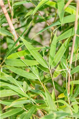 Gartenbambus 'Windweaver'® - Fargesia 'Windweaver'
