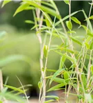 Gartenbambus 'Windweaver'® - Fargesia 'Windweaver'