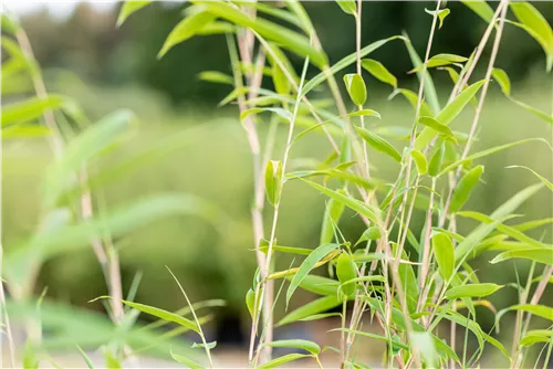 Gartenbambus 'Windweaver'® - Fargesia 'Windweaver'