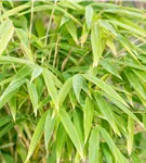 Gartenbambus 'Windweaver'® - Fargesia 'Windweaver'