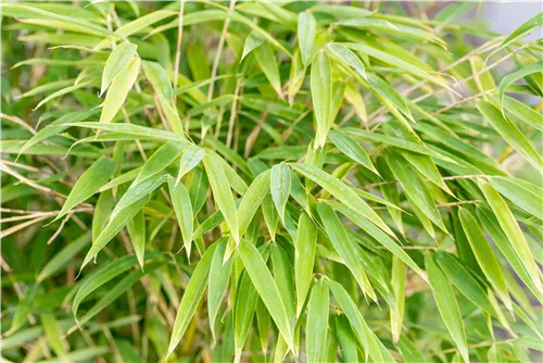 Gartenbambus 'Windweaver'® - Fargesia 'Windweaver'