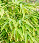 Gartenbambus 'Windweaver'® - Fargesia 'Windweaver'