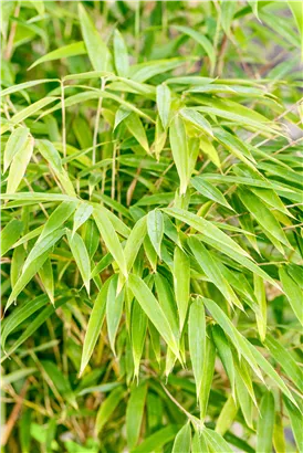 Gartenbambus 'Windweaver'® - Fargesia 'Windweaver'