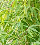 Gartenbambus 'Windweaver'® - Fargesia 'Windweaver'