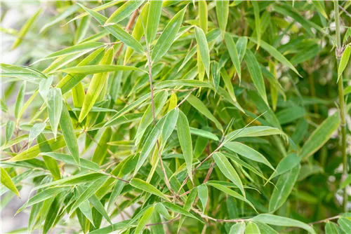 Gartenbambus 'Windweaver'® - Fargesia 'Windweaver'
