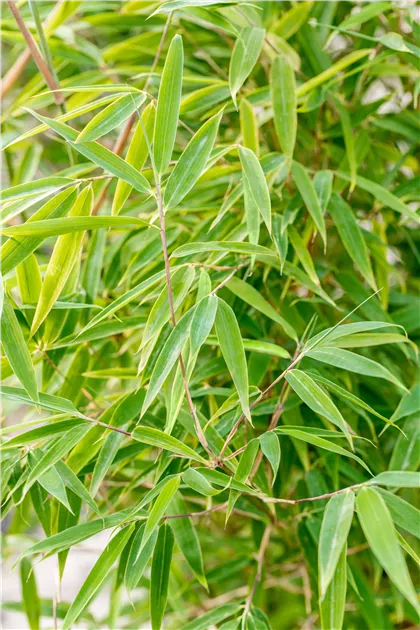 Fargesia 'Windweaver' - Semper Verde Pflanzenzentrum Ullmer GbR