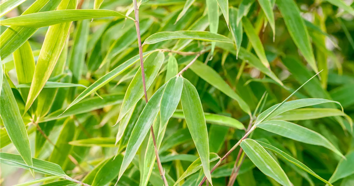 Fargesia 'Windweaver' - Semper Verde Pflanzenzentrum Ullmer GbR