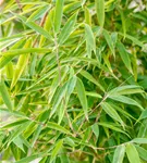 Gartenbambus 'Windweaver'® - Fargesia 'Windweaver'