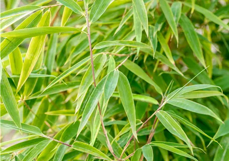 Fargesia 'Windweaver' - Gartenbambus 'Windweaver'®