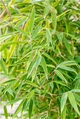 Gartenbambus 'Windweaver'® - Fargesia 'Windweaver'