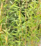 Gartenbambus 'Honey Guide'® - Fargesia Jiuzhaigou 'Honey Guide'