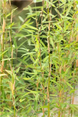 Gartenbambus 'Honey Guide'® - Fargesia Jiuzhaigou 'Honey Guide'