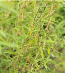 Gartenbambus 'Honey Guide'® - Fargesia Jiuzhaigou 'Honey Guide'