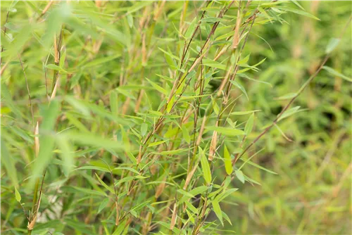 Gartenbambus 'Honey Guide'® - Fargesia Jiuzhaigou 'Honey Guide'