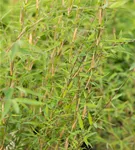 Gartenbambus 'Honey Guide'® - Fargesia Jiuzhaigou 'Honey Guide'