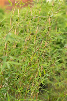 Gartenbambus 'Honey Guide'® - Fargesia Jiuzhaigou 'Honey Guide'