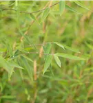 Gartenbambus 'Honey Guide'® - Fargesia Jiuzhaigou 'Honey Guide'