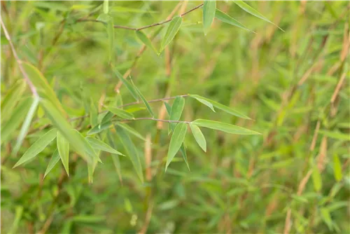 Gartenbambus 'Honey Guide'® - Fargesia Jiuzhaigou 'Honey Guide'