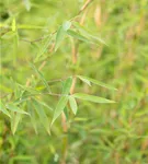 Gartenbambus 'Honey Guide'® - Fargesia Jiuzhaigou 'Honey Guide'