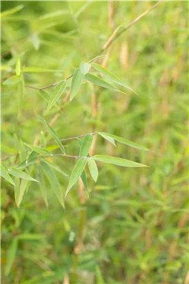 Gartenbambus 'Honey Guide'® - Fargesia Jiuzhaigou 'Honey Guide'