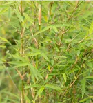 Gartenbambus 'Honey Guide'® - Fargesia Jiuzhaigou 'Honey Guide'