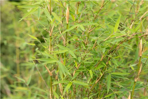 Gartenbambus 'Honey Guide'® - Fargesia Jiuzhaigou 'Honey Guide'