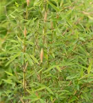 Gartenbambus 'Honey Guide'® - Fargesia Jiuzhaigou 'Honey Guide'