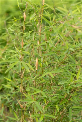Gartenbambus 'Honey Guide'® - Fargesia Jiuzhaigou 'Honey Guide'