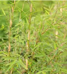 Gartenbambus 'Honey Guide'® - Fargesia Jiuzhaigou 'Honey Guide'
