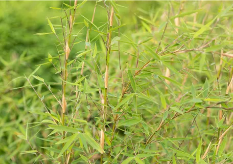 Fargesia Jiuzhaigou 'Honey Guide' - Gartenbambus 'Honey Guide'®